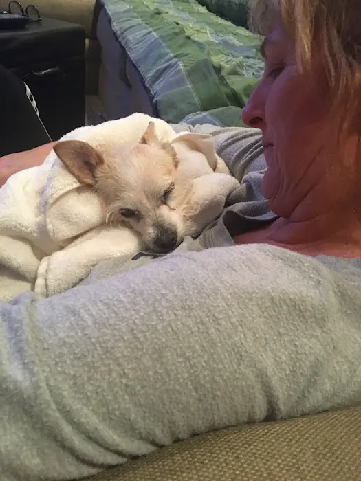 Arrow Dog And Cat Hospital Picture 2