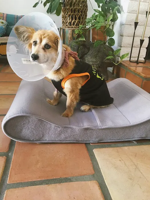 Arrow Dog And Cat Hospital Picture 3