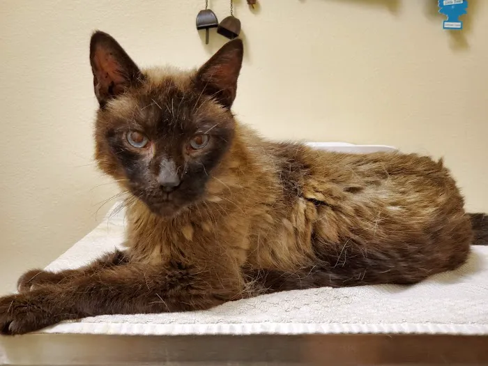 Arrow Dog And Cat Hospital Picture 5