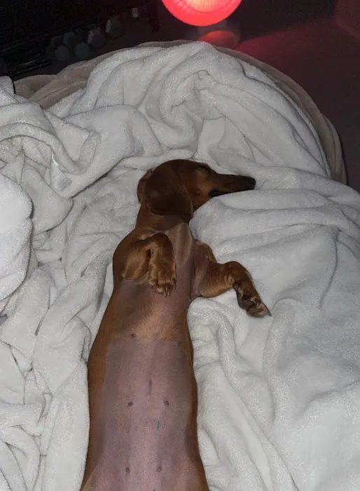 Priceless Pets Rescue- Vet Clinic Picture 1