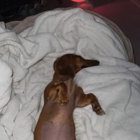 Priceless Pets Rescue- Vet Clinic ico