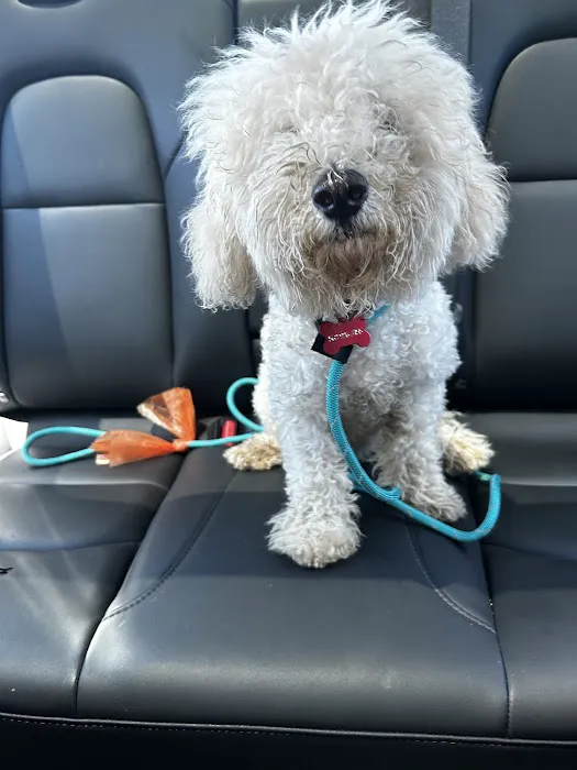 Priceless Pets Rescue- Vet Clinic Picture 6