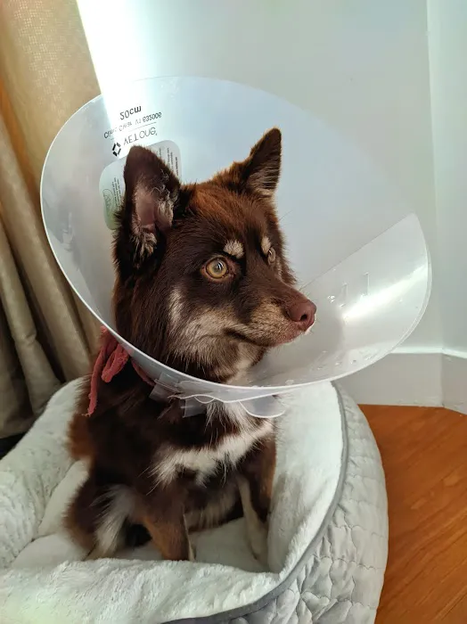 East Bay SPCA Spay & Neuter Surgery Center Picture 4