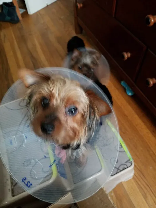 East Bay SPCA Spay & Neuter Surgery Center Picture 5