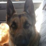 East Bay SPCA Spay & Neuter Surgery Center