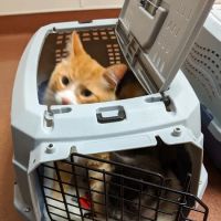 East Bay SPCA Theodore B. Travers Veterinary Clinic ico