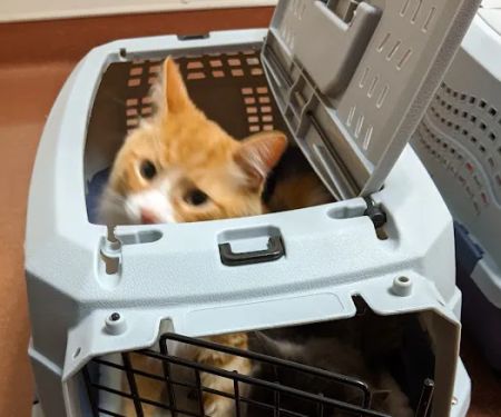 East Bay SPCA Theodore B. Travers Veterinary Clinic