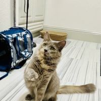 Embrace Wellness Animal Clinic ico