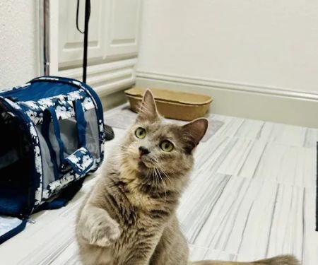 Embrace Wellness Animal Clinic