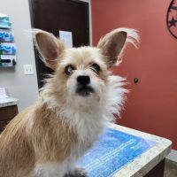 Hooves and Paws Pet Hospital ico