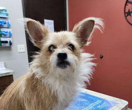 Hooves and Paws Pet Hospital