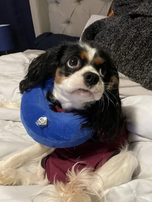 Hooves and Paws Pet Hospital Picture 2