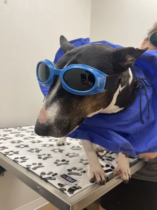 Custer Road Animal Hospital Picture 7