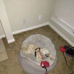 Banfield Pet Hospital