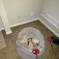 Banfield Pet Hospital ico
