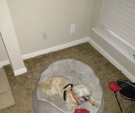 Banfield Pet Hospital