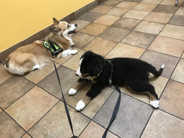 Banfield Pet Hospital Picture 6
