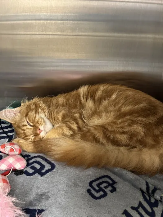 Thrive Pet Healthcare - McKinney Picture 2