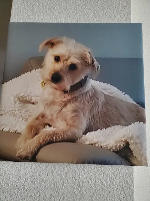 Thrive Pet Healthcare - McKinney Picture 3