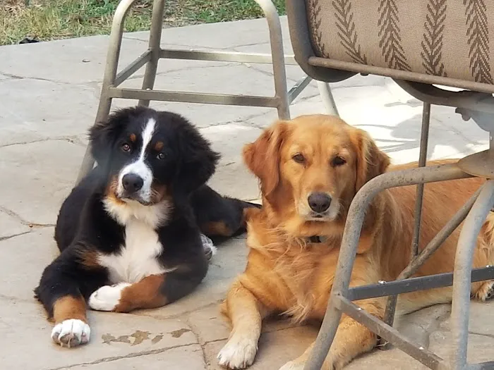 Thrive Pet Healthcare - McKinney Picture 6