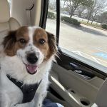 Country Creek Animal Hospital