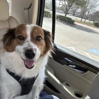 Country Creek Animal Hospital ico