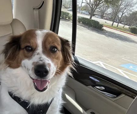 Country Creek Animal Hospital