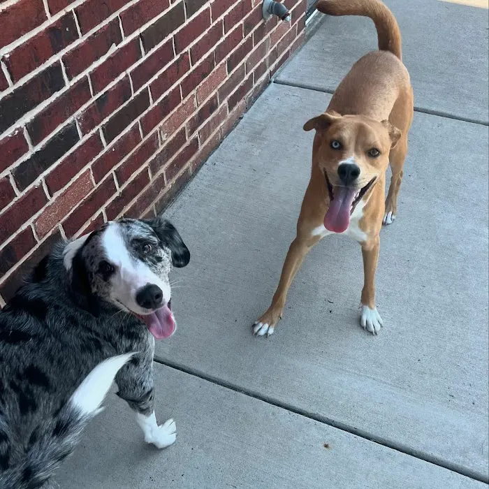 Country Creek Animal Hospital Picture 5