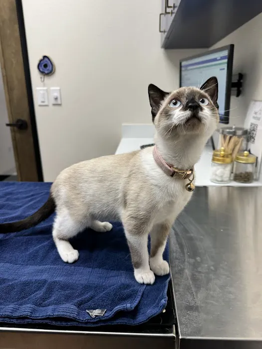 Pet Method Animal Hospital Picture 1
