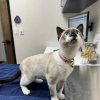 Pet Method Animal Hospital ico