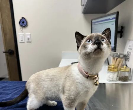 Pet Method Animal Hospital