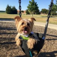 Total Care Animal Hospital ico
