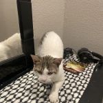 Spay Neuter Network