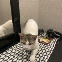 Spay Neuter Network ico