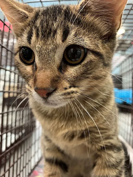 Spay Neuter Network Picture 2