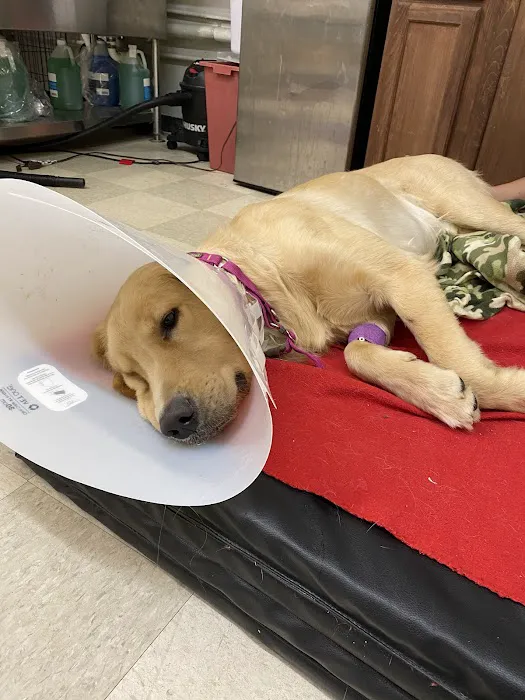 Spay Neuter Network Picture 4