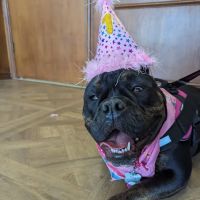 Pilot Point Veterinary Hospital ico