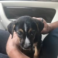 AdvanceCare Veterinary Hospital ico