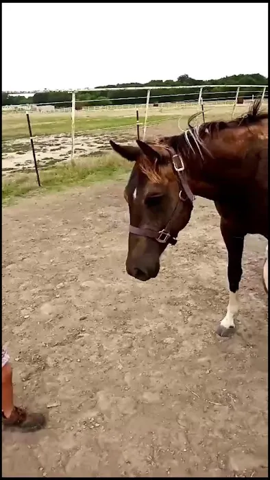 Equine Medical Associates Picture 1