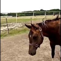 Equine Medical Associates ico