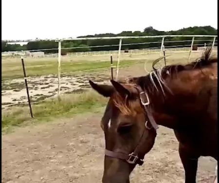 Equine Medical Associates