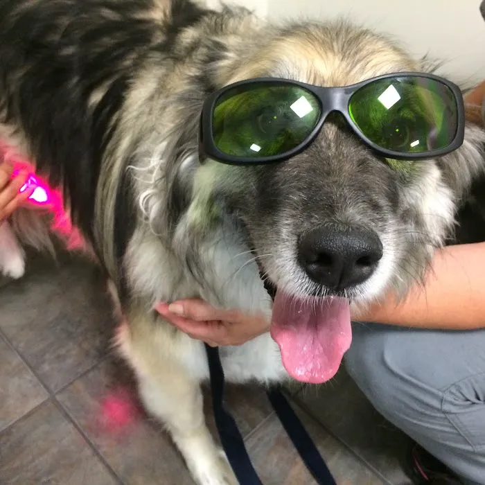 Mustang Veterinary Surgical Picture 1