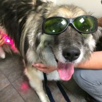 Mustang Veterinary Surgical ico