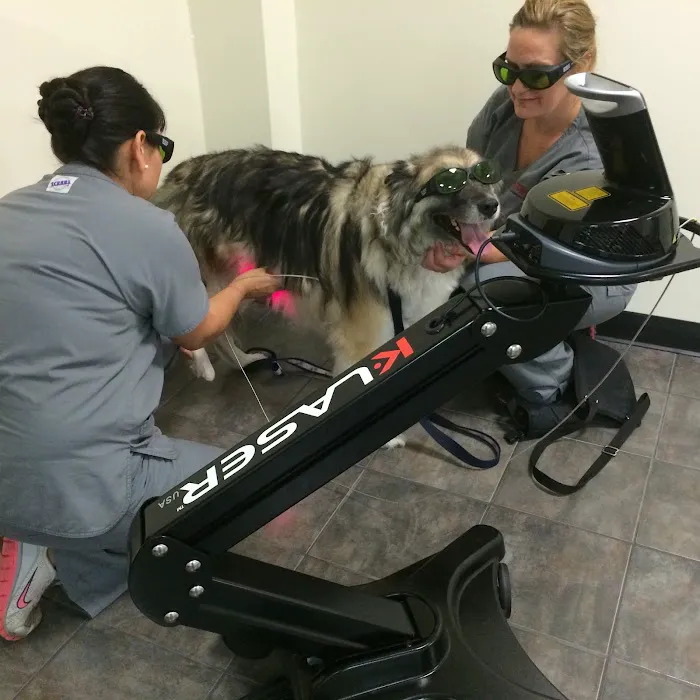 Mustang Veterinary Surgical Picture 5