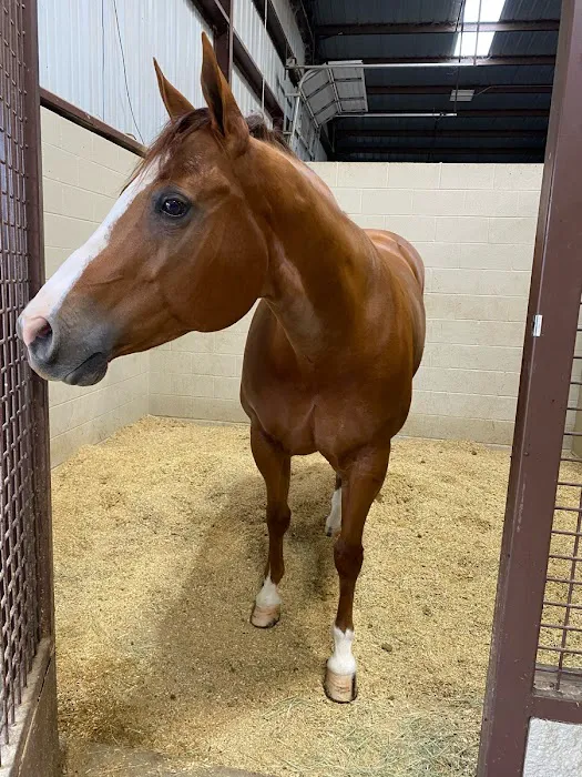 Mid-South Equine Sports Medicine & Surgery Picture 1
