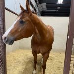 Mid-South Equine Sports Medicine & Surgery