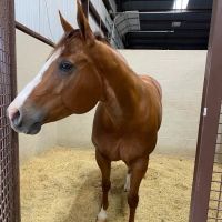 Mid-South Equine Sports Medicine & Surgery ico