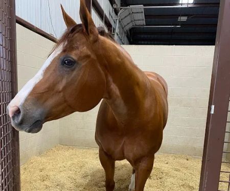 Mid-South Equine Sports Medicine & Surgery