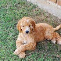 Shelton Veterinary Hospital ico