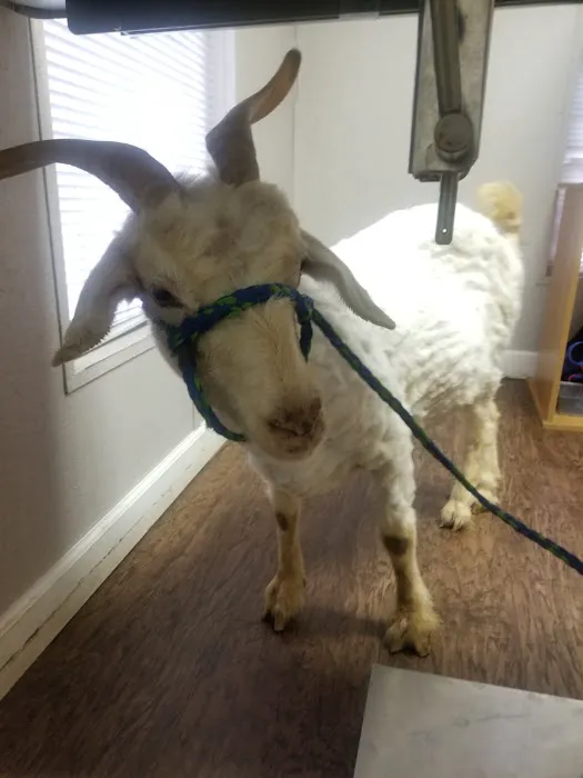 Shelton Veterinary Hospital Picture 10